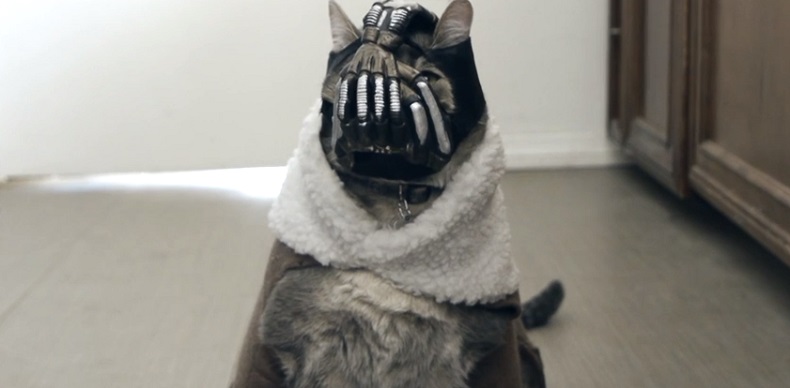 Η γάτα του Bane είναι διαβολική!
