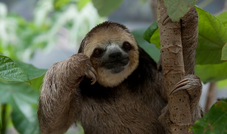 Οι δέκα καλύτεροι sloth του internet