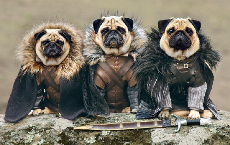 To Game of Thrones με πρωταγωνιστές αυτά τα γλυκύτατα pugs
