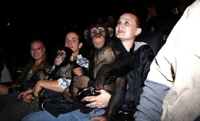 Δύο πίθηκοι είδαν στο σινεμά το Dawn of The Planet of the apes