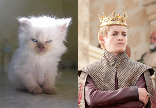 Και τώρα οι γάτες που μοιάζουν με τους πρωταγωνιστές του Game of Thrones