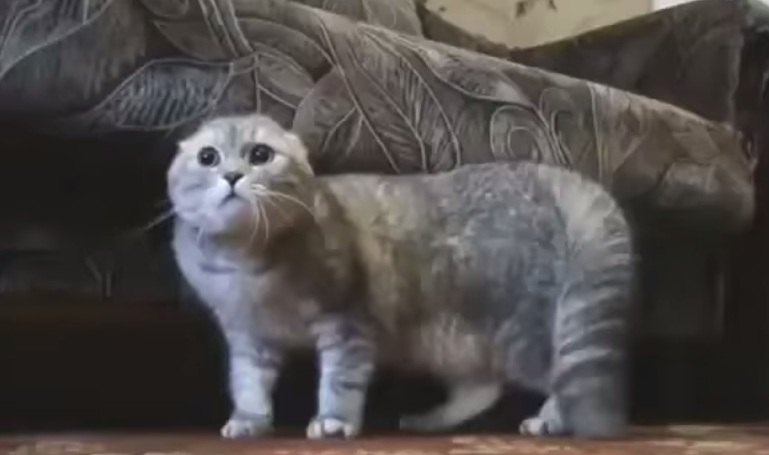 Οι heavy metal γάτες είναι το καλύτερο βίντεο που θα δείτε αυτές τις μέρες