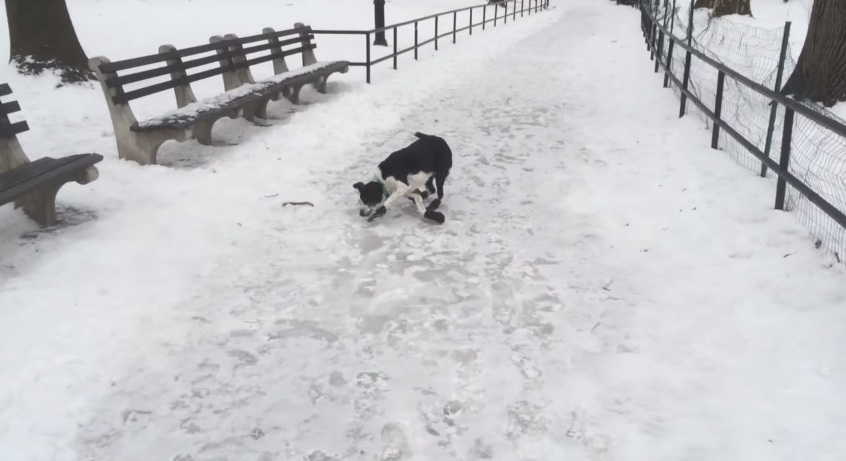 Άντρας γελάει με τον σκύλο του που γλιστράει στο χιόνι. Αμέσως μετά τσακίζεται και αυτός