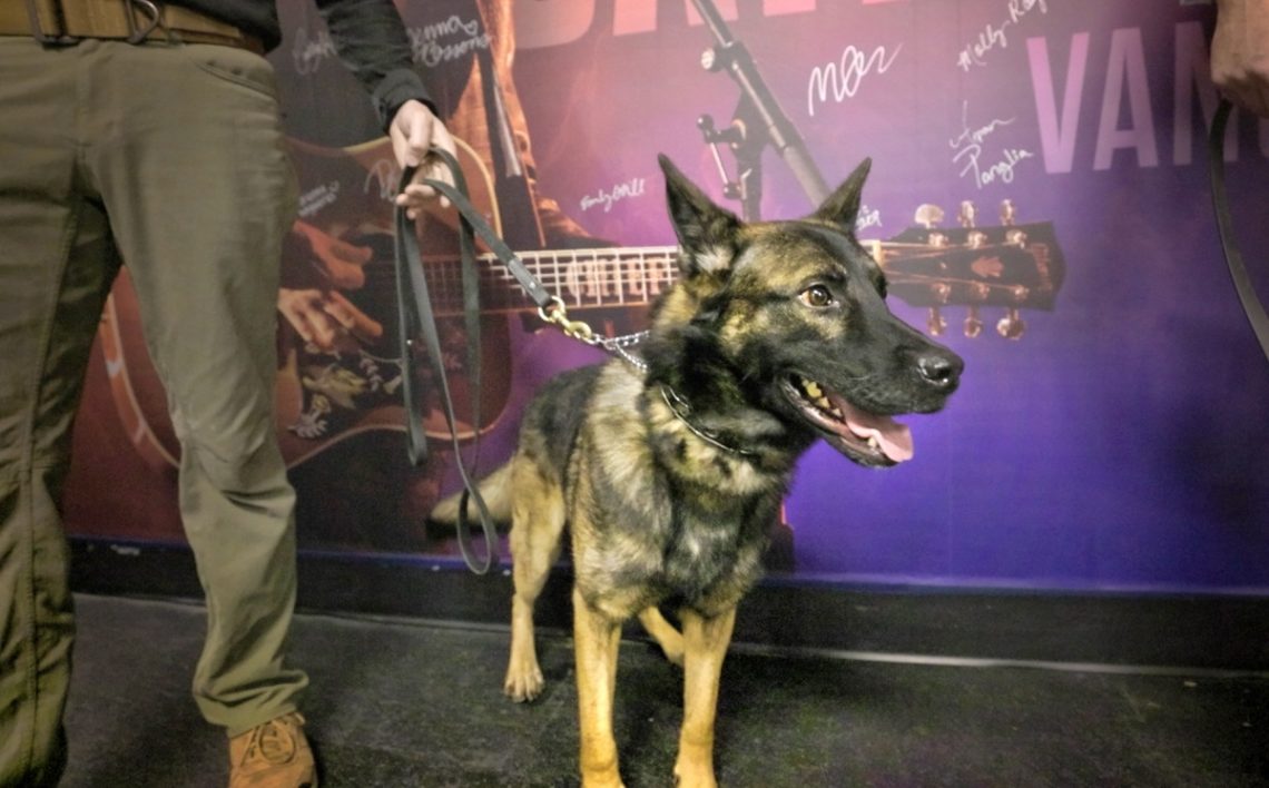 Σκυλιά που εντοπίζουν τον Covid χρησιμοποίησαν οι Metallica στις συναυλίες τους - Roxx.gr