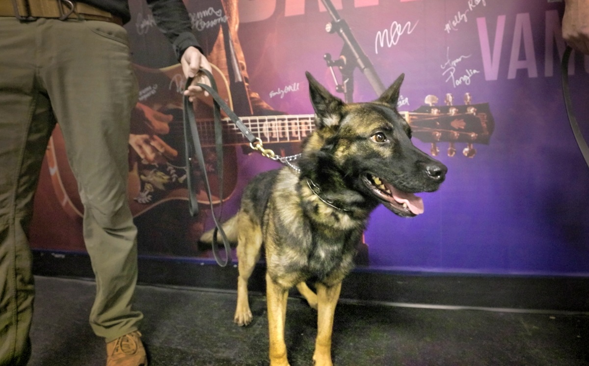 Σκυλιά που εντοπίζουν τον Covid χρησιμοποίησαν οι Metallica στις συναυλίες τους